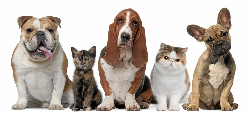 Perros y gatos representando al sector veterinario, que necesita empaques y cajas para medicamentos de calidad, impresos por Grupo Langamar en CDMX.